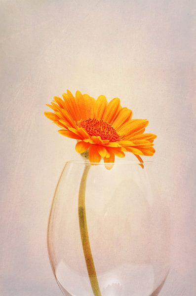 Gerbera Stillleben von Markus Wegner