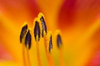 Lilly