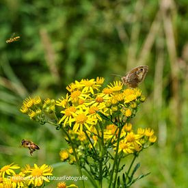 La petite nature sur Heleen de Silva