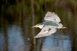 Quack by Jan van Vreede