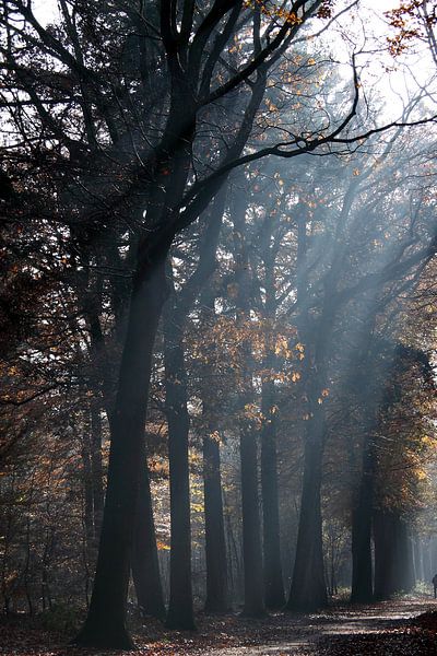 Zonnestralen in het bos  by Eric ijdo