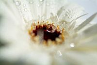raindrop