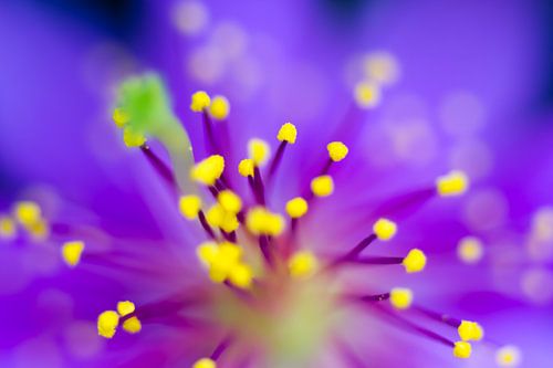 Nature's Fireworks