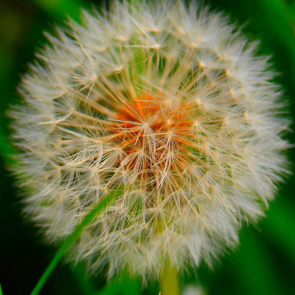 Pusteblume von Peter Norden