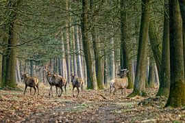 What about turning left? by KCleBlanc Photography
