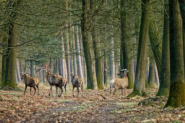 Warum links? von KCleBlanc Photography