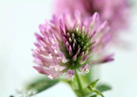 Kleeblüte by Roswitha Lorz