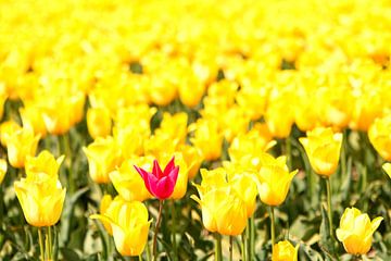 Eén rode tulp in een veld met gele tulpen van Sjoerd van der Wal Fotografie