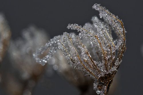 Frozen hogweed