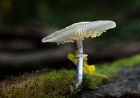 Porceleinzwam
