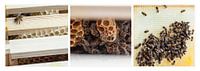 bees triptych