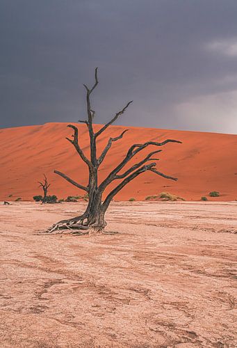 Deadvlei in Sossusvlei, Namibië Afrika