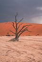 Deadvlei in Sossusvlei, Namibia Africa by Patrick Groß thumbnail
