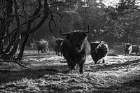 Schotse Hooglanders