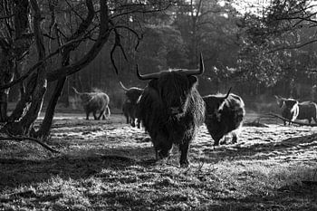 Schottische Highlander