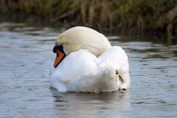 Cygne tuberculé endormi sur Goffe Jensma