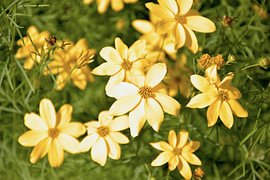 Sonnenstrahlen in Blüte II – Coreopsis verticillata von Bianca ter Riet
