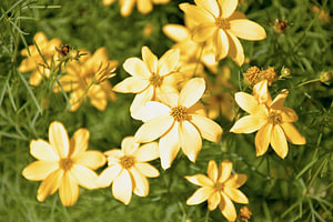 Sonnenstrahlen in Blüte II – Coreopsis verticillata
