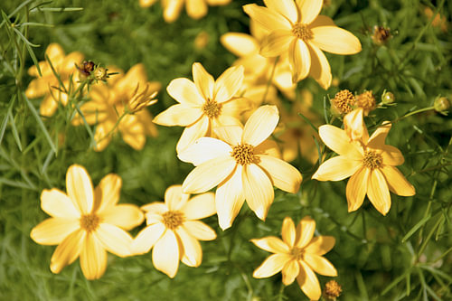 Sonnenstrahlen in Blüte II – Coreopsis verticillata