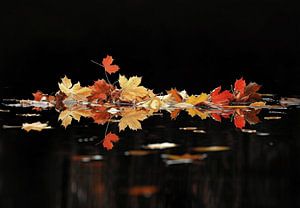Laubblätter in Herbstfarben