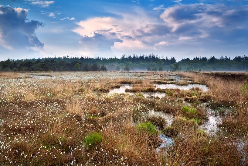 Fairy tale van Olha Rohulya