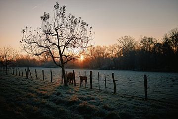 Vee in de ochtendschemering in december van Momentaufnahme | Marius Ahlers