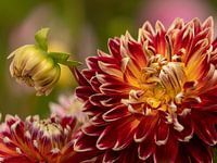 Dahlia 'Akita