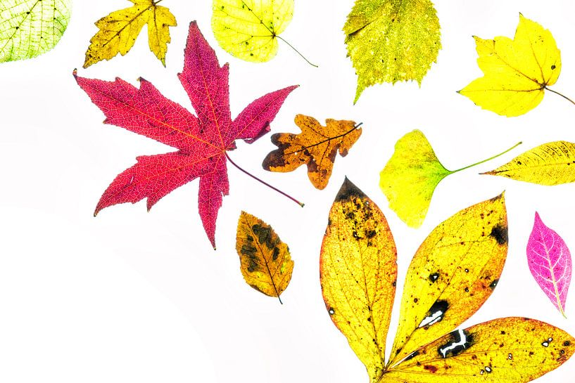 Colourful autumn leaves with a white background by Carola Schellekens