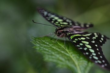 Vlinder groen van Eerensfotografie Renate Eerens