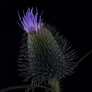 Blüte