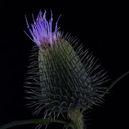 Fleur sur Ralf Hickmann