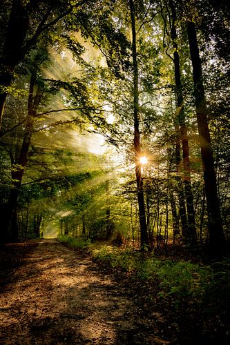 Gouden zonsopkomst