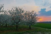Beautiful sunset with warm colors between the flowering fruit trees in Maastricht.