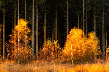 Dansende kleurrijke berken voor een donker woud van Sandy Spaenhoven Photography