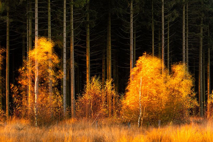 Dancing colourful birches in front of a dark forest by Sandy Spaenhoven Photography