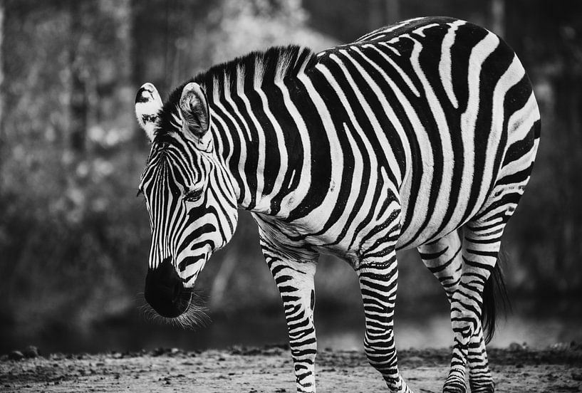 Zebra van Bjorn Brekelmans