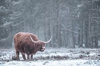 Schotse Hooglander in de sneeuw van Sjoerd van der Wal Fotografie thumbnail