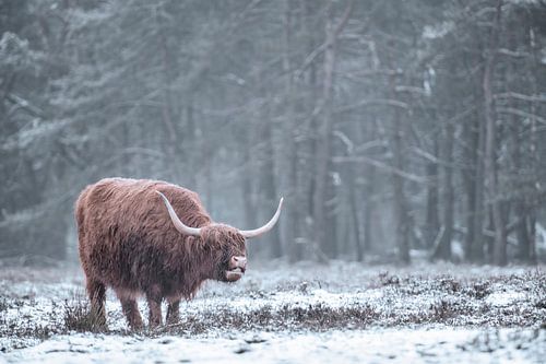Schotse Hooglander in de sneeuw