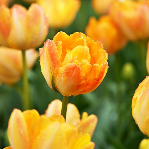 Double tulip ('Granny Award')