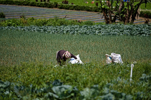 Boerin die groenten oogst op het veld
