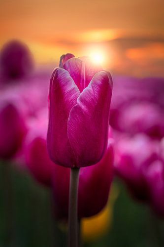 Kissing the sunlight