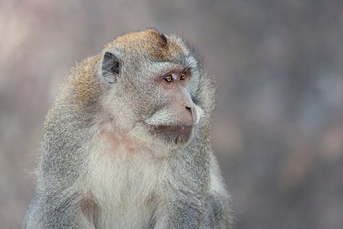 Makaak Aap is onder de indruk van zijn uitzicht