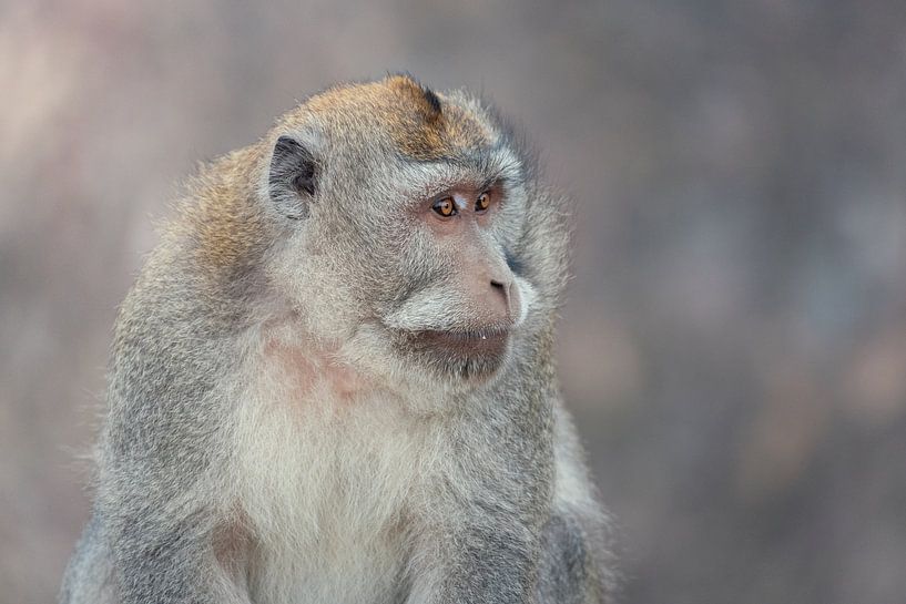 Macaque Monkey ist von seiner Aussicht beeindruckt von Perry Wiertz