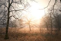 Zon door de bomen