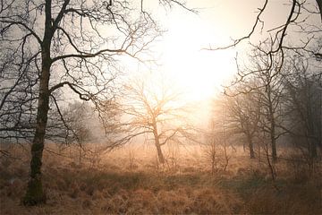 Le soleil à travers les arbres sur Lisa Bouwman