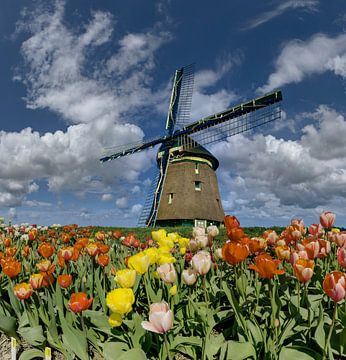 Windmühle auf Deich mit Tulpen im Vordergrund von Rene van der Meer