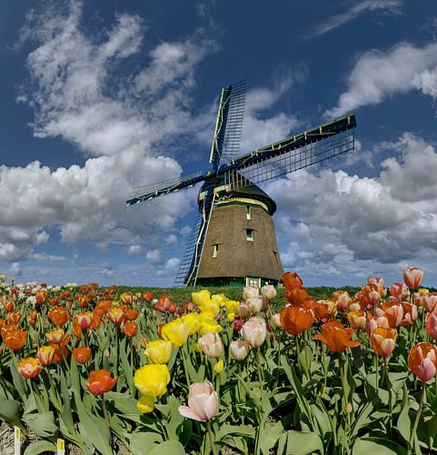 Molen op dijk met tulpen op de voorgrond