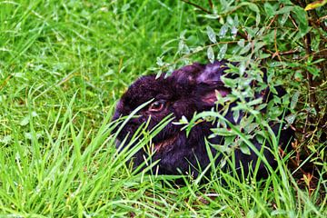 Het zwarte konijn van Norbert Sülzner