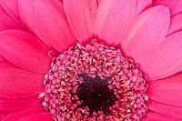 Gerbera rose