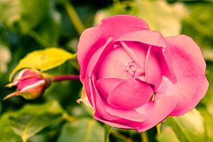 Blüte Wildrose